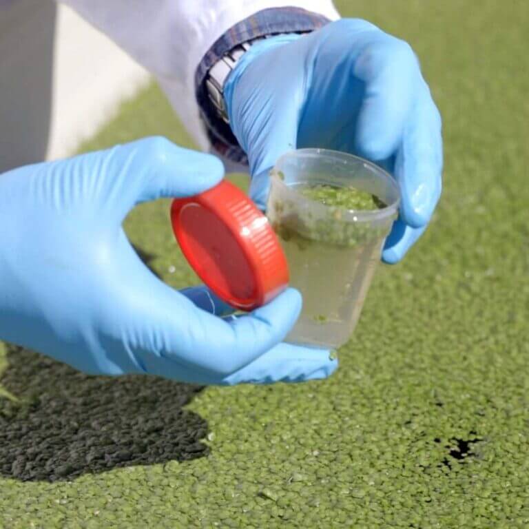 Bioplasticos origen vegetal