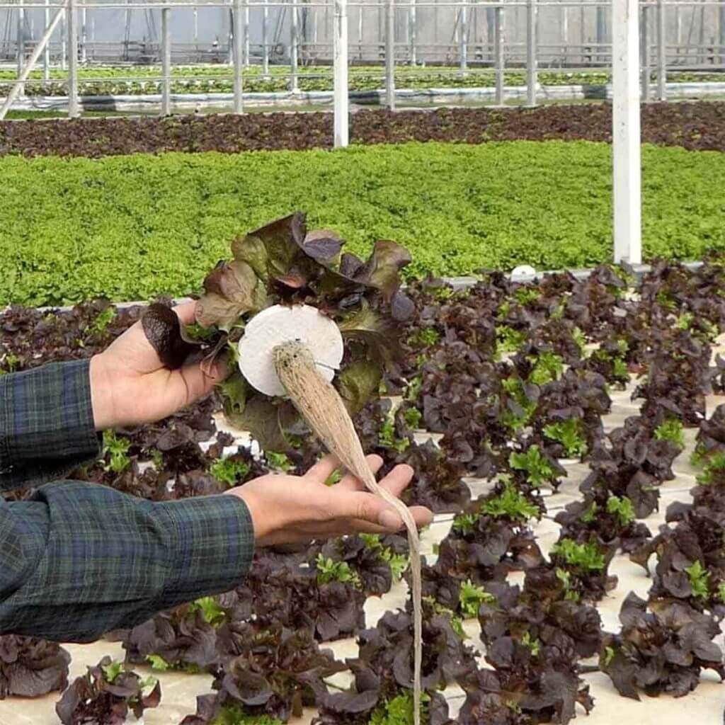 caso de exito de cultivos hidropónicos