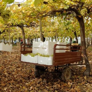 cajas de fruta de EPS y EPP para agricultura