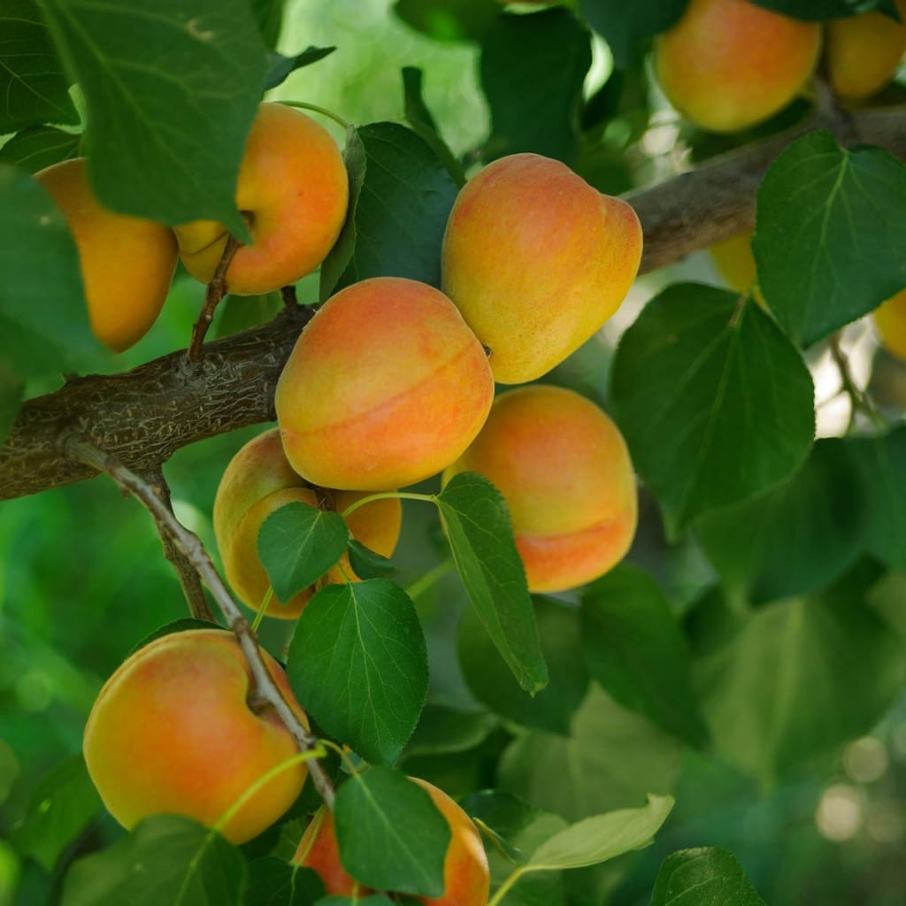 Albaricoques: fruta de hueso que se beneficia del EPS