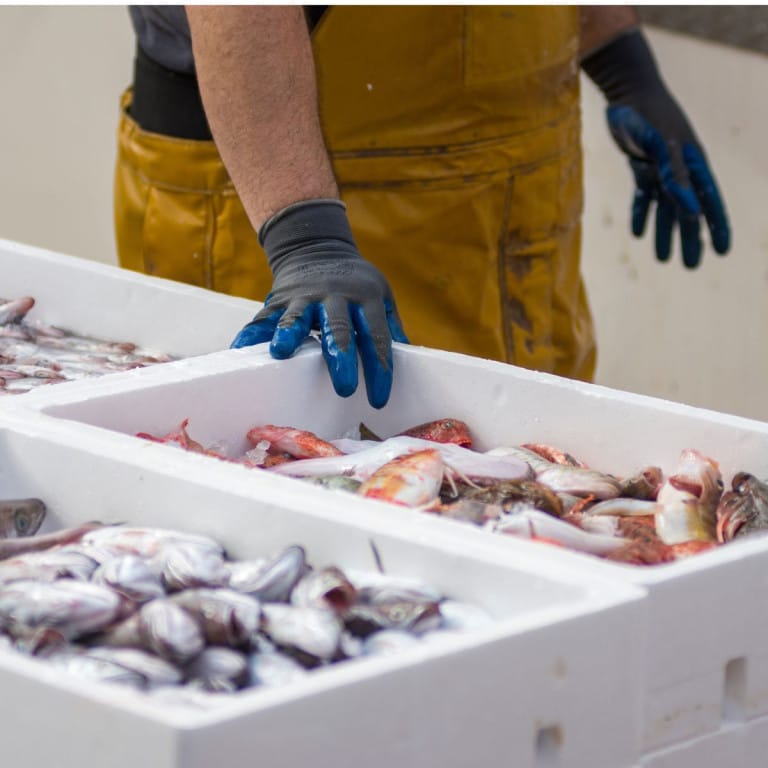 Envases de pescado en EPS