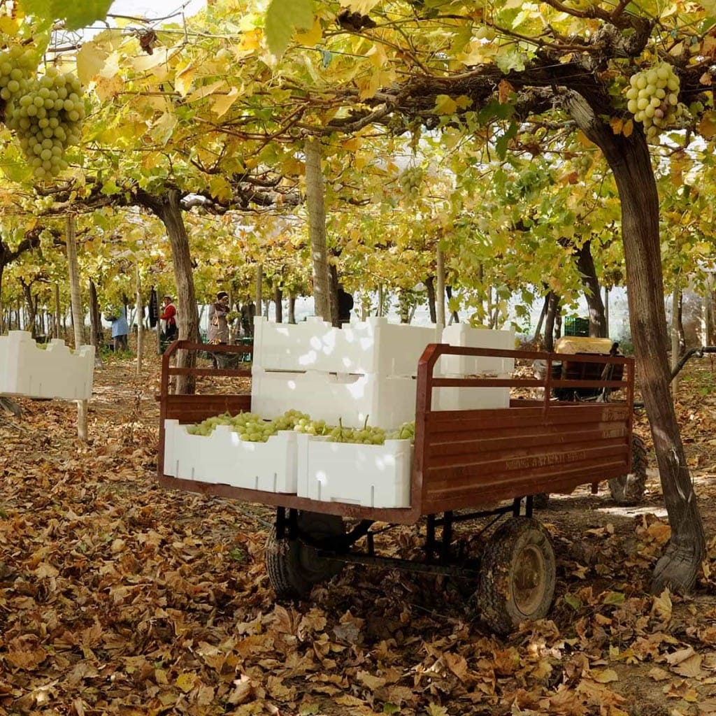 Ecodiseño de envases para uso agrícola