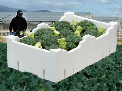 recolección brócoli