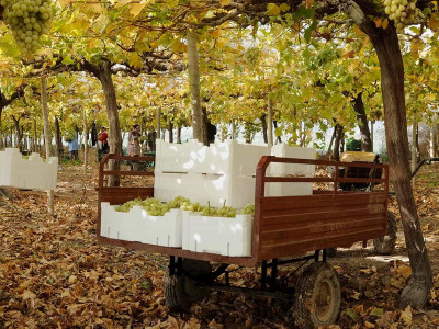cajas de fruta de EPS y EPP para agricultura