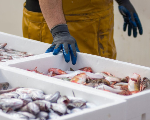 Envases de pescado en EPS